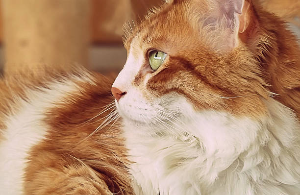 istock Red  Siberian cat profile portrait 2214094687