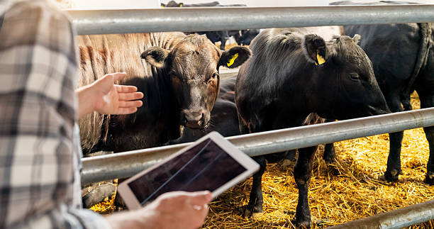 istock Livestock farmer monitoring cows with tablet inside barn 2214095772