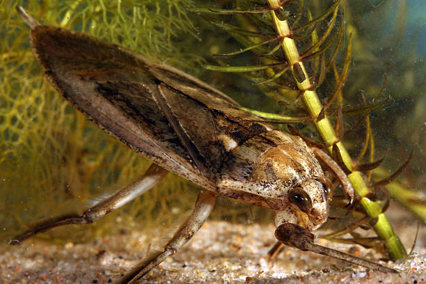 istock Adult Giant Water Bug (Lethocerus americanus) underwater 2214097411