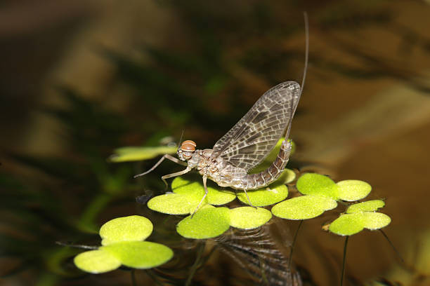 A Cloeon simile mayfly (Baetidae) rests on a blade of grass in its adult stage. This delicate aquatic insect belongs to the order Ephemeroptera and plays a key ecological role as a bioindicator of clean freshwater environments.