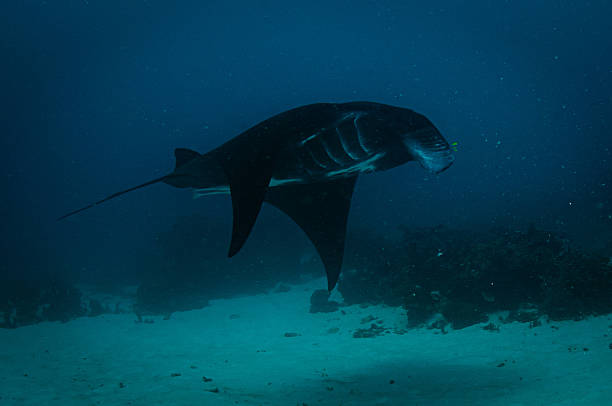 istock Large manta ray gliding over sandy seafloor in Raja Ampat's clear blue waters, representing marine biodiversity of West Papua, Indonesia 2214099332