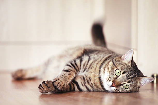 istock Beautiful cat lying on the floor 2214102985