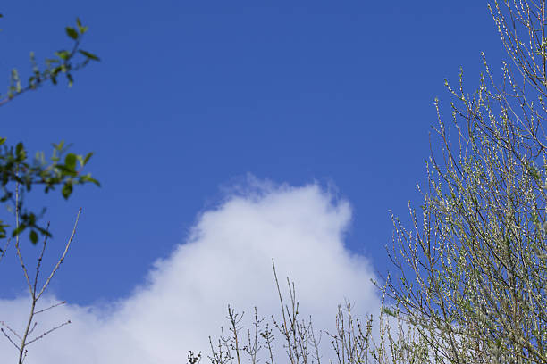 puffy clouds passing by, blue sky with small fleecy clouds, branches and young shoots, white fluff in the sky, white haze accumulation