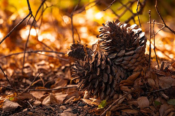lesní tajemství pod větvičkami - zima fotky - stock snímky, obrázky a fotky