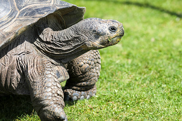 istock Giant turtle in the zoo 2214104311
