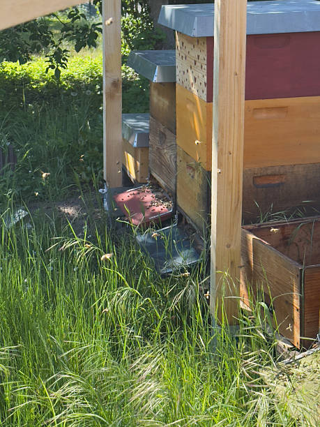 istock Colorfully painted wooden beehives with active honey bees 2214104418
