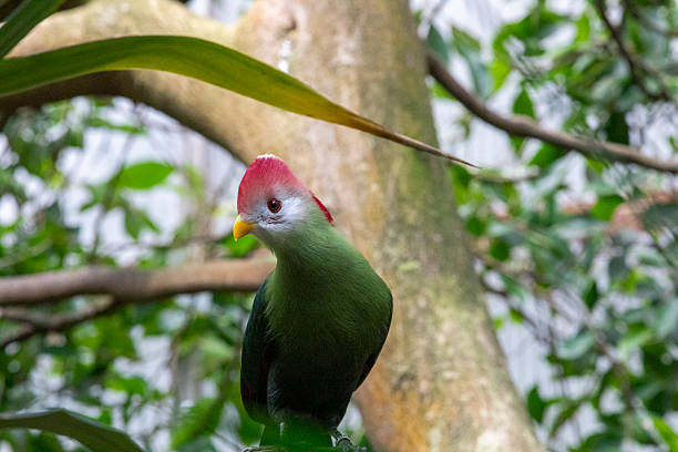 istock Lady Ross’s turaco 2214104451