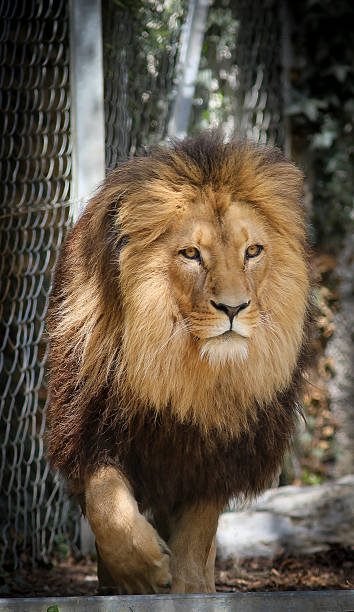 istock Lion in the swiss zoo 2214104586