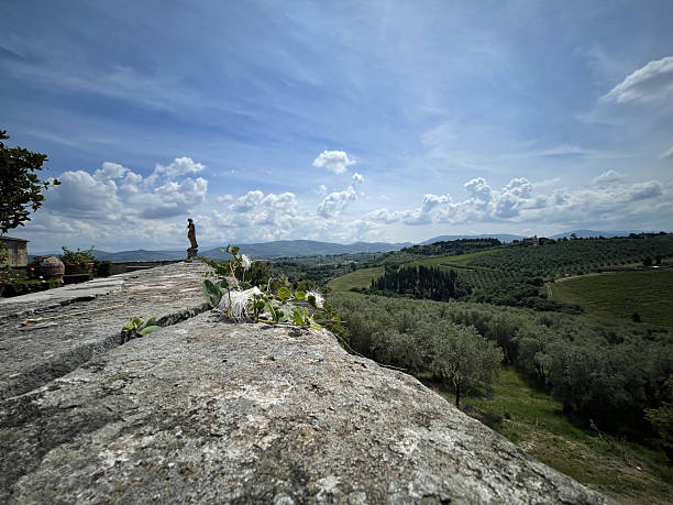 olives tree landscape