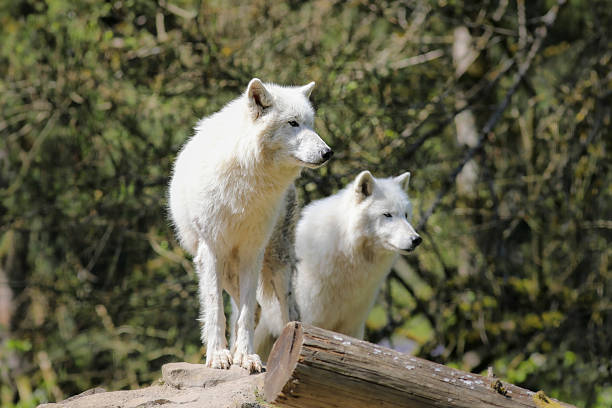istock Arctic wolf in the zoo 2214104627