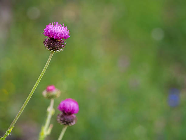 istock Thistle flower head in spring, Carduus 2214106108