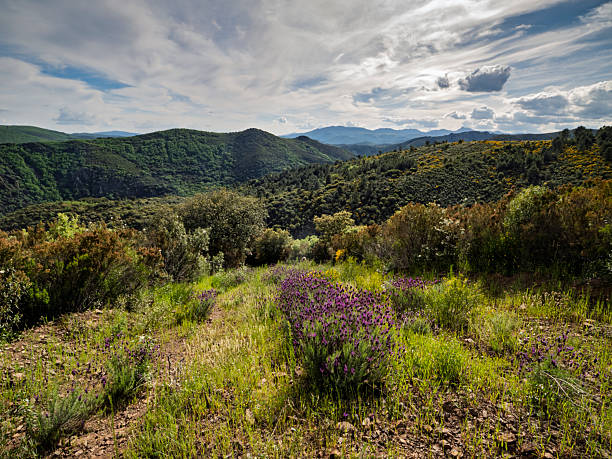 Landscape with clouds and a multitude of flowers in spring