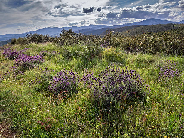 istock Landscape with clouds and a multitude of flowers in spring 2214106136