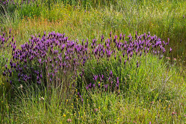 Lavender flower, Lavandula pedunculata