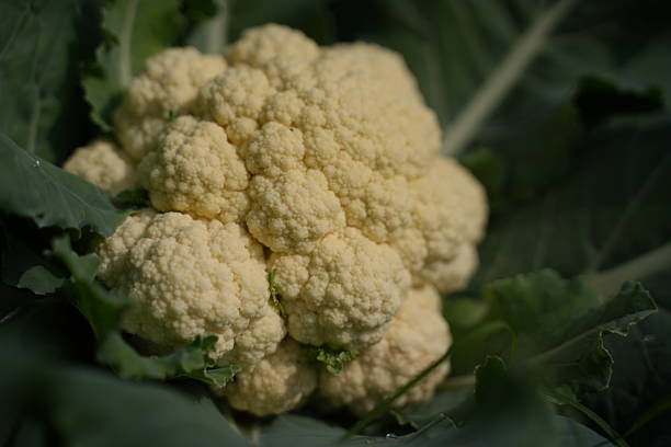 Cauliflower is growing in the farmland.