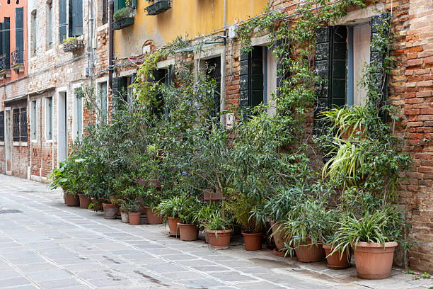 Potted Plants along Old Brick Building