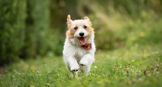 istock Happy active terrier dog running in the grass 2214108142