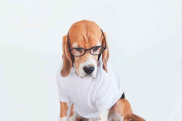 istock cute beagle dog looking on white background 2214108646