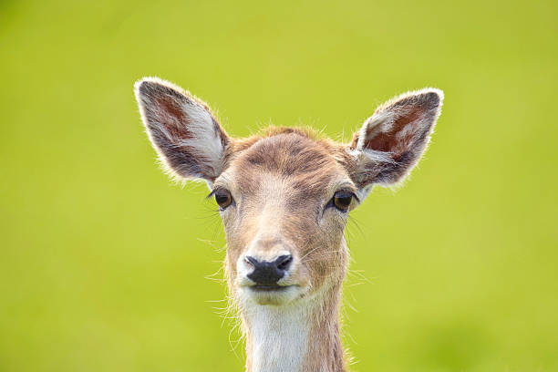 Pretty young deer against a green background.