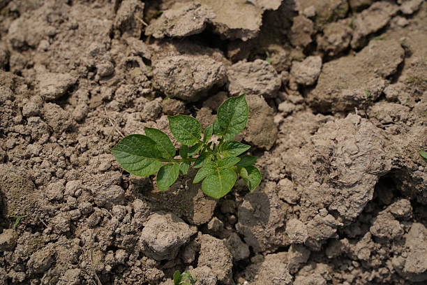 Small potato plants have grown.