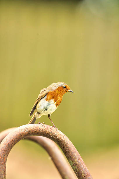 istock Scrawny looking Robin perching in a garden 2214109379