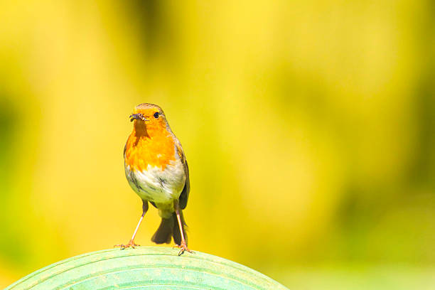 istock Lone Robin with a beakful of insects 2214109705
