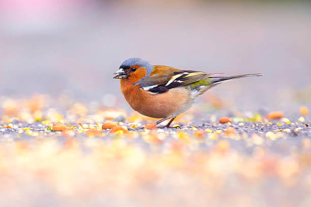 istock Male Chaffinch eating bird seed 2214109759