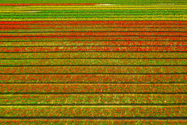 istock Colorful rows of tulips creating a stunning spring landscape 2214110038