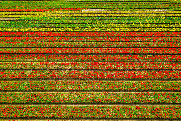 Colorful rows of tulips creating a stunning spring landscape