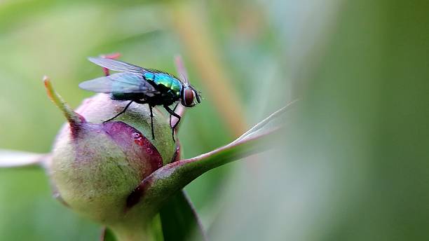 istock Green blow fly on a peony bud — macro photography 2214110637