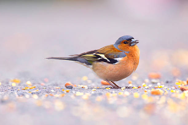 istock Male Chaffinch eating bird seed 2214110701