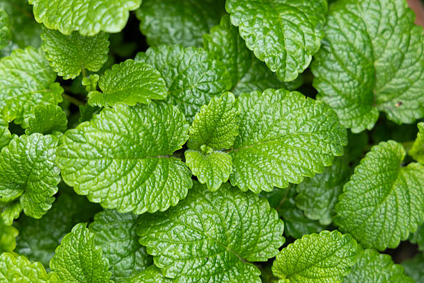 istock Peppermint leaf texture close up, pattern of green mint leaves, top view. Freshness organic background. 2214110765