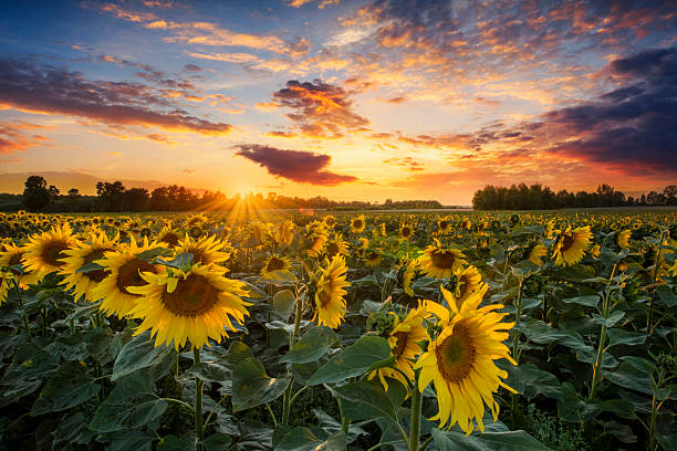 istock Beautiful sunset over sunflower field 2214114042
