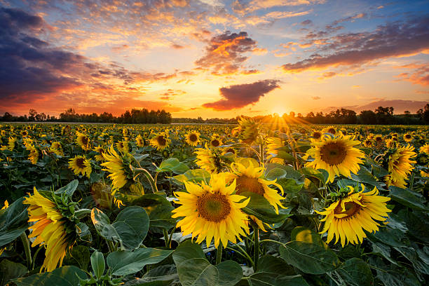 istock Beautiful sunset over sunflower field 2214114056