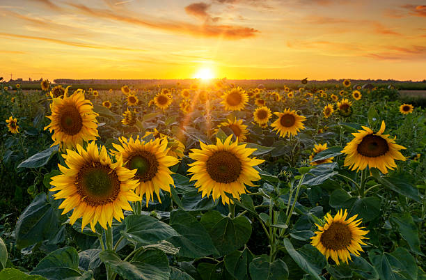 istock Beautiful sunset over sunflower field 2214114076