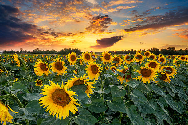 istock Beautiful sunset over sunflower field 2214114082