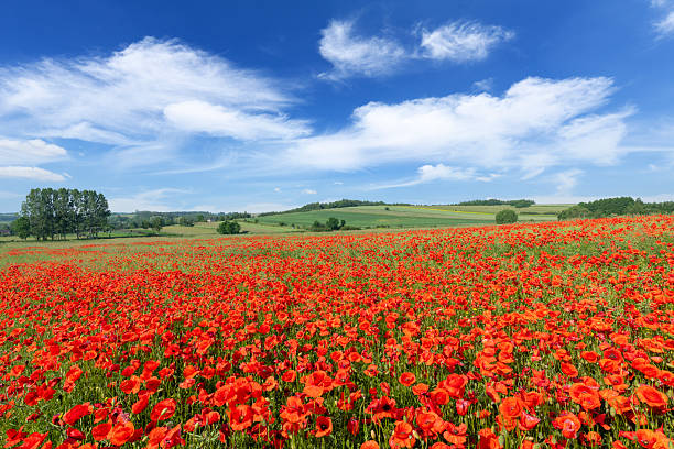 istock Beautiful summer day over poppy field 2214115547