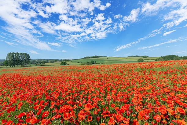 istock Beautiful summer day over poppy field 2214115549