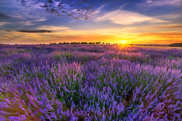 istock Beautiful lavender field sunset landscape 2214115596