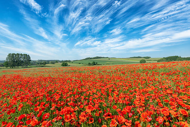 istock Beautiful summer day over poppy field 2214115832