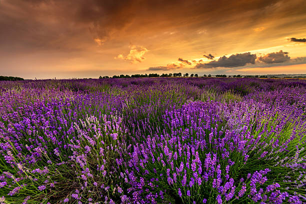 istock Beautiful lavender field sunset landscape 2214115871