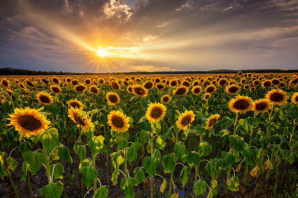 istock Beautiful sunset over sunflower field 2214115884