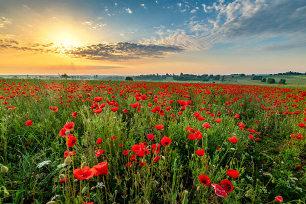istock Beautiful poppy field during sunset 2214115885