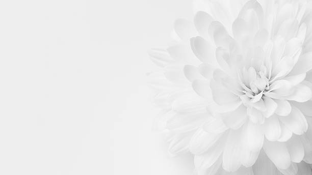 istock Delicate white flower with soft petals in a minimalist background 2214115908