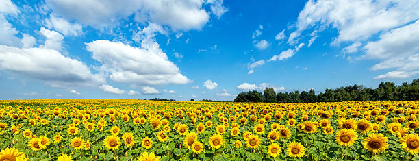 istock Beautiful day over sunflowers field - panorama shot 2214115912