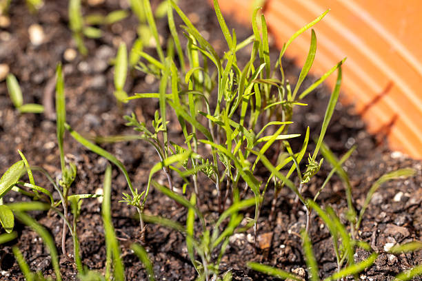 Close-up of young fennel seedlings growing in potting soil, showcasing new life and the beginnings of a vegetable garden
