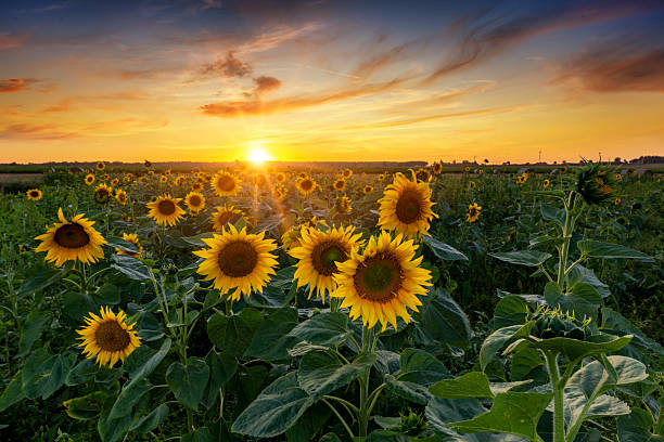 istock Beautiful sunset over sunflower field 2214117424