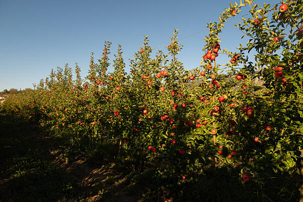 istock Apple orchard with delicious red apples in autumn. 2214121066