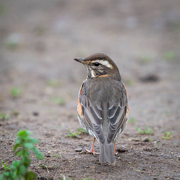 istock Redwing Bird Foraging for Food on the Ground 2214123394