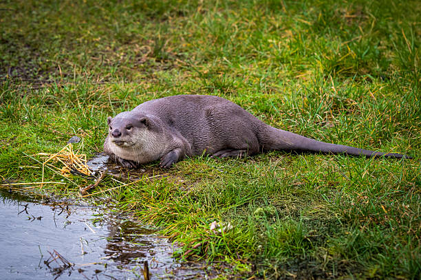 Taxidermy otter